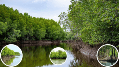 Manfaat Hutan Mangrove: Pelindung Pesisir, Karbon Biru & Ekonomi Masyarakat